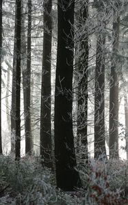 Preview wallpaper trees, trunks, forest, branches, frost