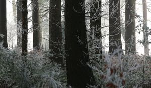 Preview wallpaper trees, trunks, forest, branches, frost