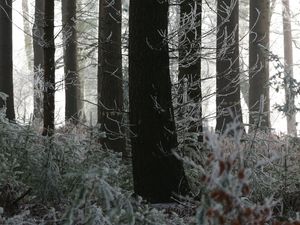 Preview wallpaper trees, trunks, forest, branches, frost