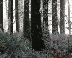 Preview wallpaper trees, trunks, forest, branches, frost