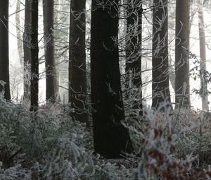 Preview wallpaper trees, trunks, forest, branches, frost