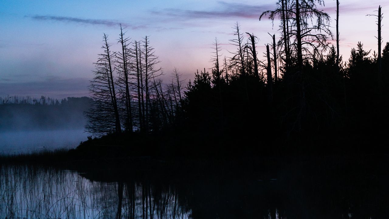 Wallpaper trees, trunks, lake, reflection, fog, nature, dark