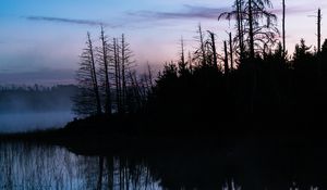 Preview wallpaper trees, trunks, lake, reflection, fog, nature, dark