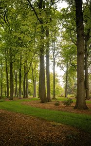 Preview wallpaper trees, trunks, leaves, nature