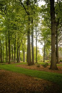 Preview wallpaper trees, trunks, leaves, nature