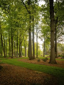 Preview wallpaper trees, trunks, leaves, nature
