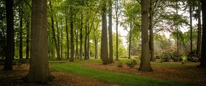 Preview wallpaper trees, trunks, leaves, nature