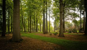 Preview wallpaper trees, trunks, leaves, nature