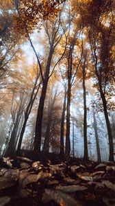 Preview wallpaper trees, trunks, leaves, autumn, fog, nature