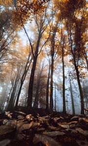 Preview wallpaper trees, trunks, leaves, autumn, fog, nature