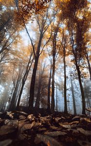 Preview wallpaper trees, trunks, leaves, autumn, fog, nature