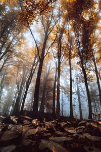 Preview wallpaper trees, trunks, leaves, autumn, fog, nature