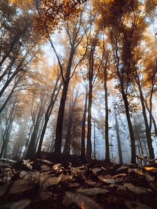 Preview wallpaper trees, trunks, leaves, autumn, fog, nature