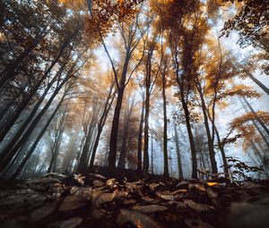 Preview wallpaper trees, trunks, leaves, autumn, fog, nature