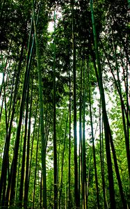 Preview wallpaper trees, trunks, leaves, nature, green