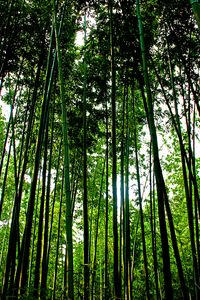 Preview wallpaper trees, trunks, leaves, nature, green