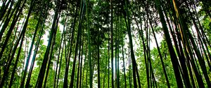 Preview wallpaper trees, trunks, leaves, nature, green