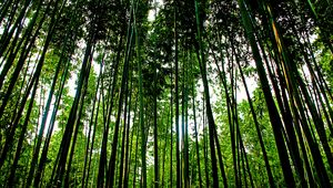 Preview wallpaper trees, trunks, leaves, nature, green