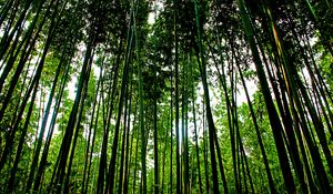 Preview wallpaper trees, trunks, leaves, nature, green