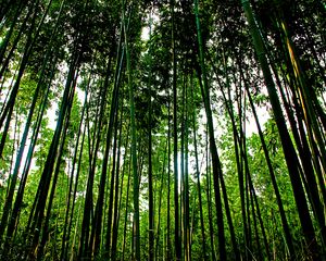 Preview wallpaper trees, trunks, leaves, nature, green