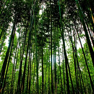 Preview wallpaper trees, trunks, leaves, nature, green