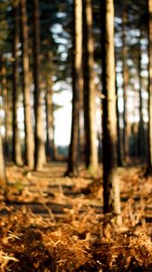 Preview wallpaper trees, trunks, wood, grass, faded