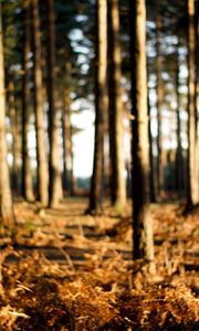 Preview wallpaper trees, trunks, wood, grass, faded