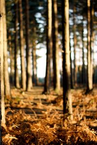 Preview wallpaper trees, trunks, wood, grass, faded