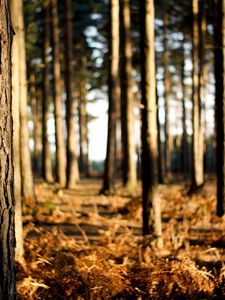 Preview wallpaper trees, trunks, wood, grass, faded