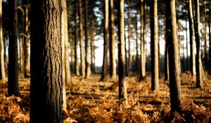 Preview wallpaper trees, trunks, wood, grass, faded