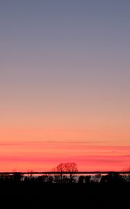 Preview wallpaper trees, twilight, horizon, dark, evening