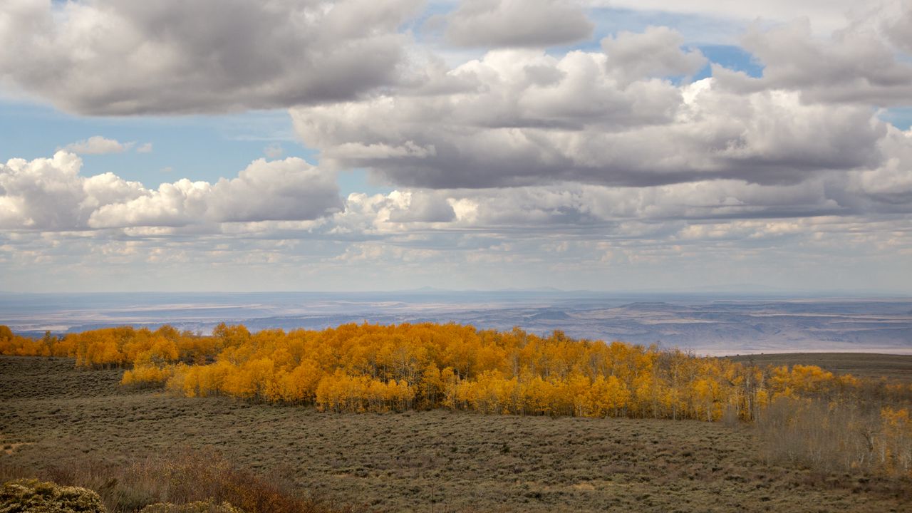 Wallpaper trees, valley, autumn, nature