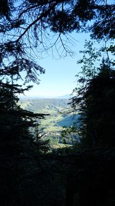 Preview wallpaper trees, valley, forest, aerial view, nature