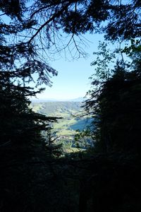 Preview wallpaper trees, valley, forest, aerial view, nature