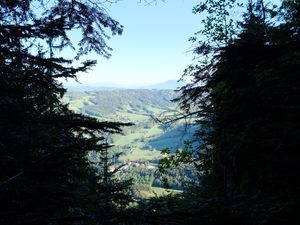 Preview wallpaper trees, valley, forest, aerial view, nature