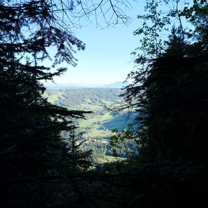 Preview wallpaper trees, valley, forest, aerial view, nature