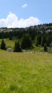 Preview wallpaper trees, valley, grass, hills, nature