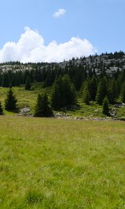 Preview wallpaper trees, valley, grass, hills, nature