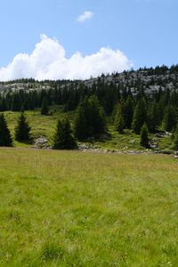 Preview wallpaper trees, valley, grass, hills, nature