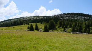 Preview wallpaper trees, valley, grass, hills, nature