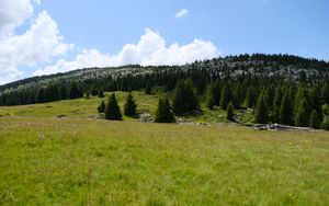 Preview wallpaper trees, valley, grass, hills, nature