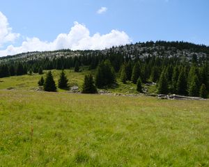 Preview wallpaper trees, valley, grass, hills, nature