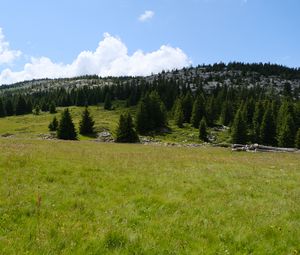 Preview wallpaper trees, valley, grass, hills, nature