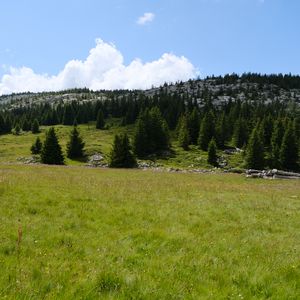 Preview wallpaper trees, valley, grass, hills, nature