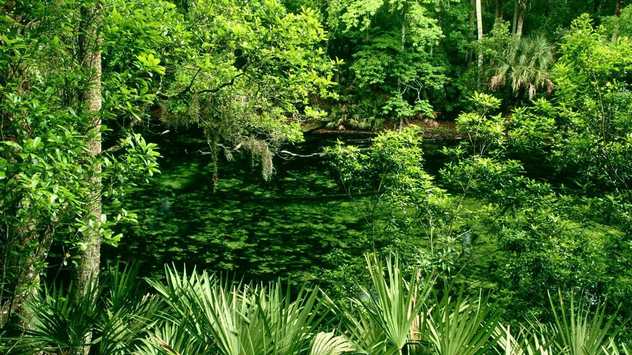Wallpaper trees, vegetation, wood, water, green