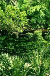Preview wallpaper trees, vegetation, wood, water, green