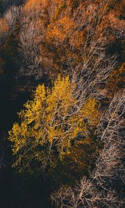 Preview wallpaper trees, view from above, autumn