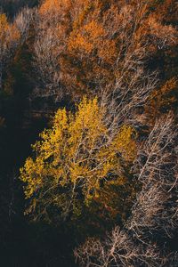 Preview wallpaper trees, view from above, autumn