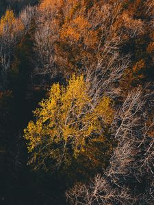 Preview wallpaper trees, view from above, autumn