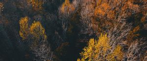 Preview wallpaper trees, view from above, autumn